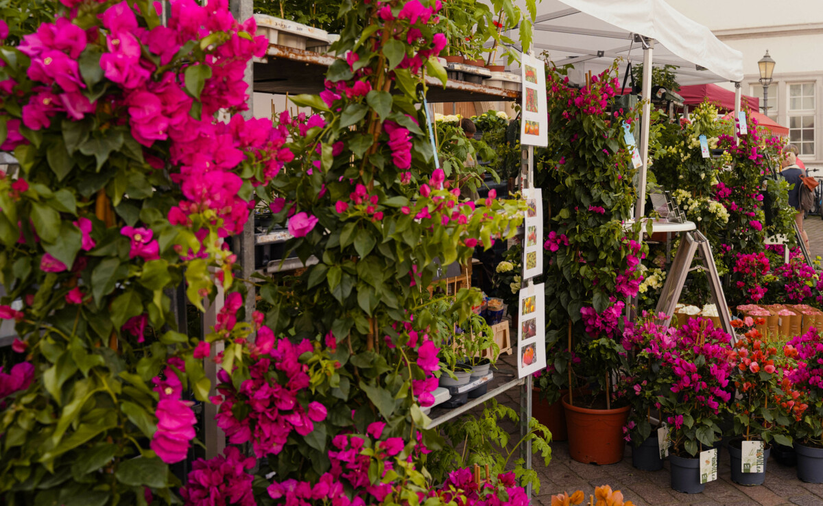 Augusta-Fest © Koblenz-Stadtmarketing GmbH, Gabriel Volkovic Kaiserin Augusta mit Ihrem Gefolge auf dem Augusta-Fest © Koblenz-Stadtmarketing GmbH, Gabriel Volkovic